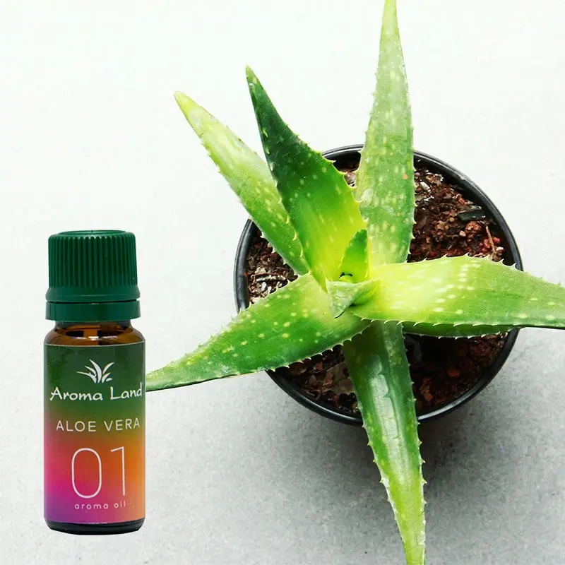Aloe vera, 10 ml, ulei parfumat, pentru aromaterapie si odorizare