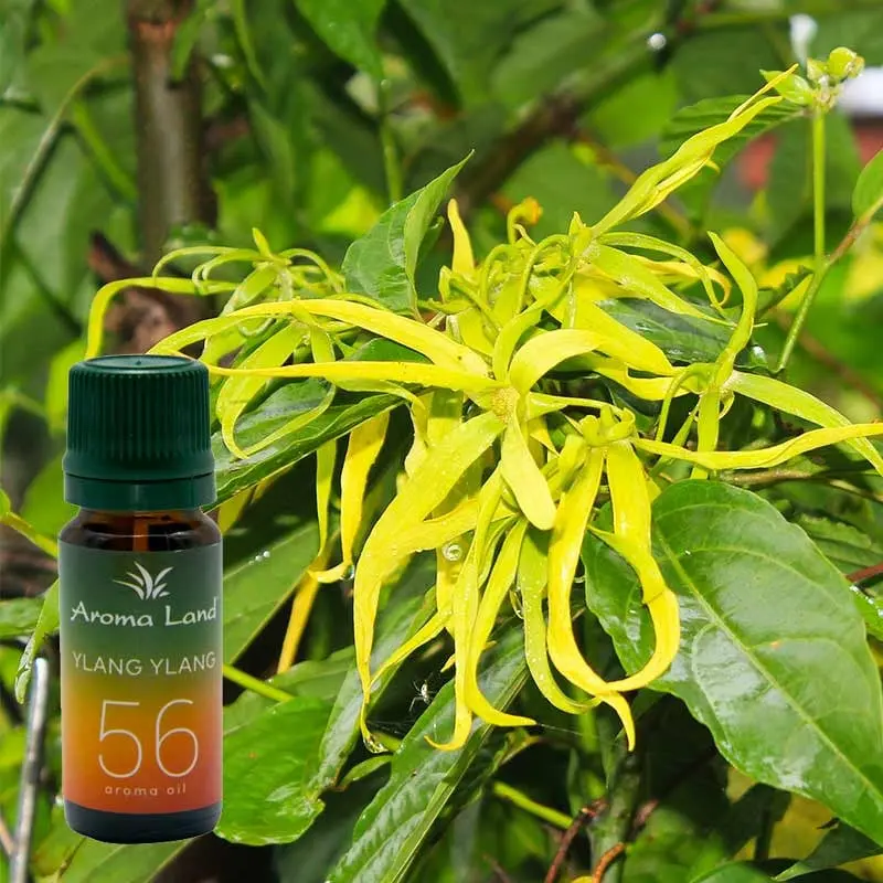 Ylang-ylang, 10 ml, ulei parfumat, pentru aromaterapie si odorizare